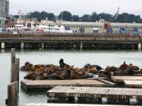 Die Seelöwen fühlen sich im Hafenbecken von San Francisco sichtbar wohl.
