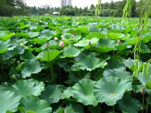 Ein ganzer Parksee voller Wasserpflanzen.